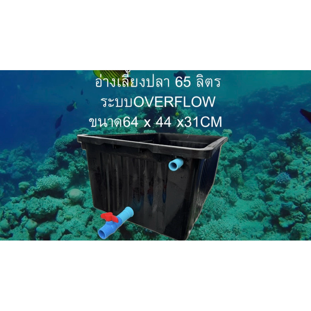 อ่างเลี้ยงปลา 65 ลิตร ระบบoverflow อ่างดำวาล์วฟ้า น้ำจะล้นเมื่ออยู่ในระดับท่อ อ่างเลี้ยงปลาเมกาดะ อ่