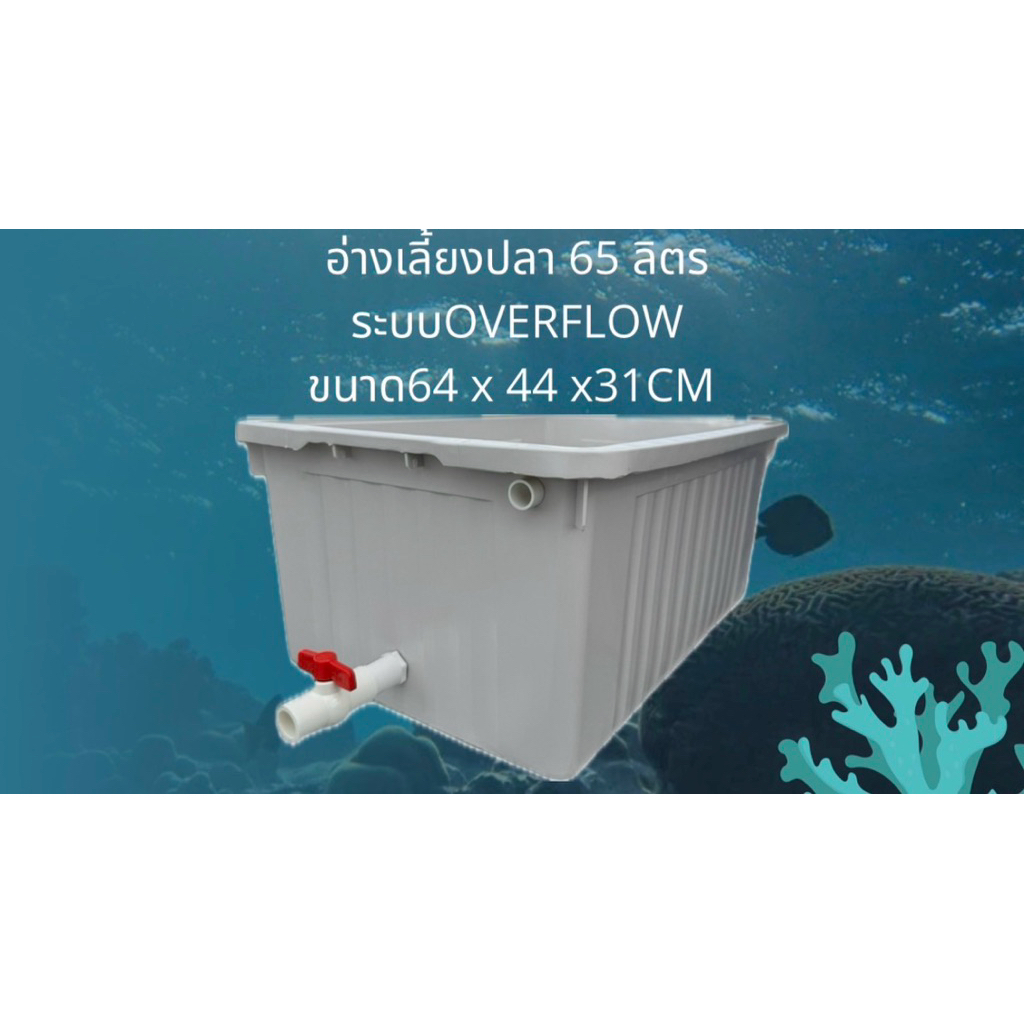 อ่างเลี้ยงปลา 65 ลิตร อ่างขาววาล์วขาว ระบบoverflow น้ำจะล้นเมื่ออยู่ในระดับท่อ อ่างเลี้ยงปลาเมกาดะ อ