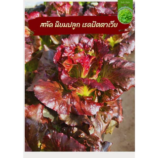 เรดโอ๊ค เมล็ดผัก ตระกูล สีแดง เมล็ดพันธุ์ภายในปี รับประกันอัตราการงอก สายพันธุ์ดี