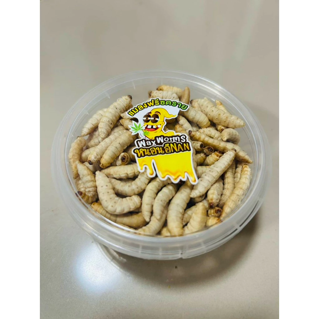 หนอนแว๊กซ์ฟรีซดราย 40กรัม สำหรับชูการ์ เม่นแคระ ลิง กระรอก แฮมสเตอร์ บุชเบบี้