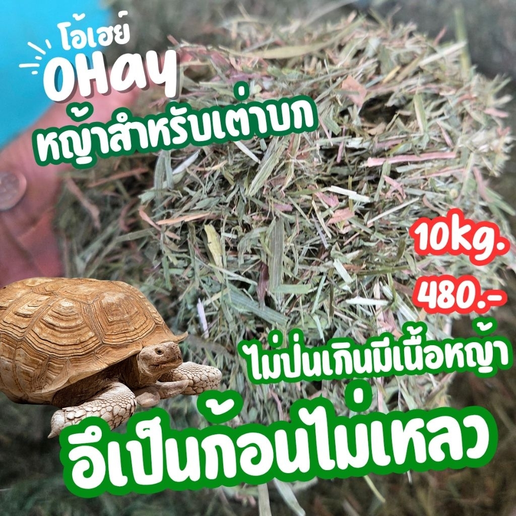 🐢✨หญ้าทิมโมธีป่น (Ground Hay) หญ้าโอ๊ตป่น เกรดพรีเมียม แพ็ค 5-10โล สำหรับเต่าบก อาหารเต่าบกSulcata, Leopard, Aldabra