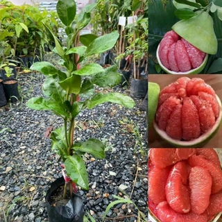 ต้นส้มโอทับทิมสยาม( กิ่งตอน) ต้นพันธุ์สูง40.60cm