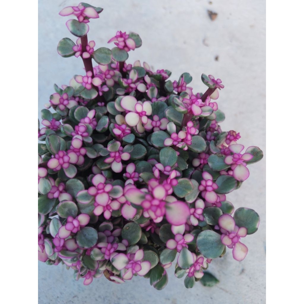 ไม้อวบน้ำ ปะการัง สายรุ้ง Crassula portulacaria afra variegata