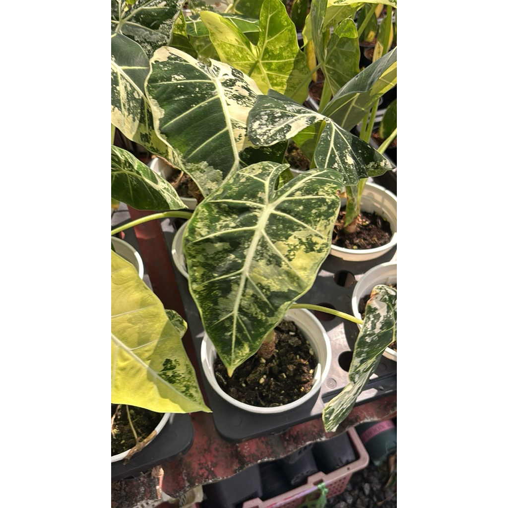 ☘️ Alocasia Frydek variegated 🍂 ฟรายเด็กด่าง ด่างสวยมาก