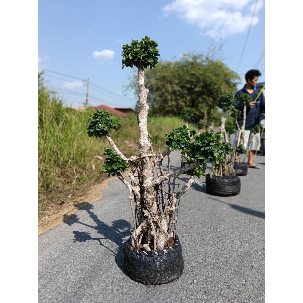 ต้นช้อนเงินช้อนทอง 4–9 พุ่ม สูง 100-140 cm งานตุ้มสวยๆแข็งแรงพร้อมปลูก