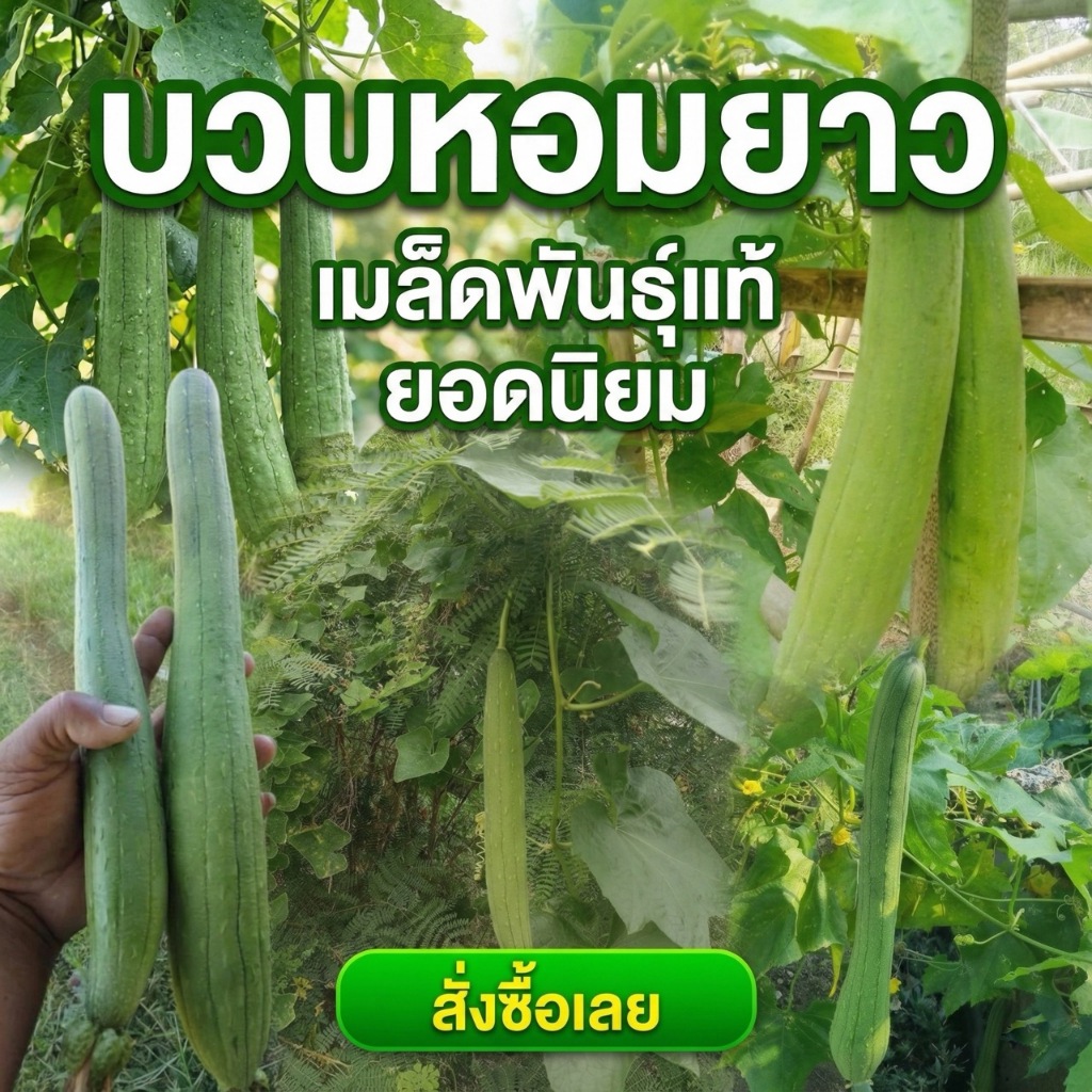 บวบหอมยาว เมล็ดพันธุ์อินทรีย์ออแกนิค ปลูกง่าย งอกดี ☀️ทนร้อน 📦เก็บเกี่ยวไว (ซื้อ 10 แถม 1 )