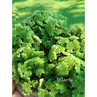 แหนแดงสายพันธุ์อะซอลล่าไมโครฟิลล่า [1 กิโลกรัม]ขยายพันธุ์เร็…