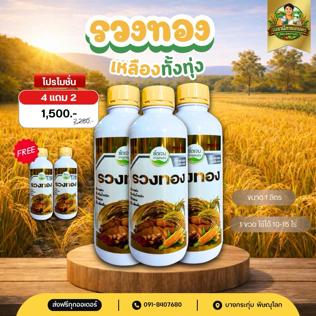(พร้อมส่ง) รวงทอง น้ำตาลทางด่วน+อะมิโน ฮอร์โมนเพิ่มแป้ง เพิ่มน้ำหนัก 3 ระยะสำคัญ รับท้อง รับรวง ไล่ก้ม