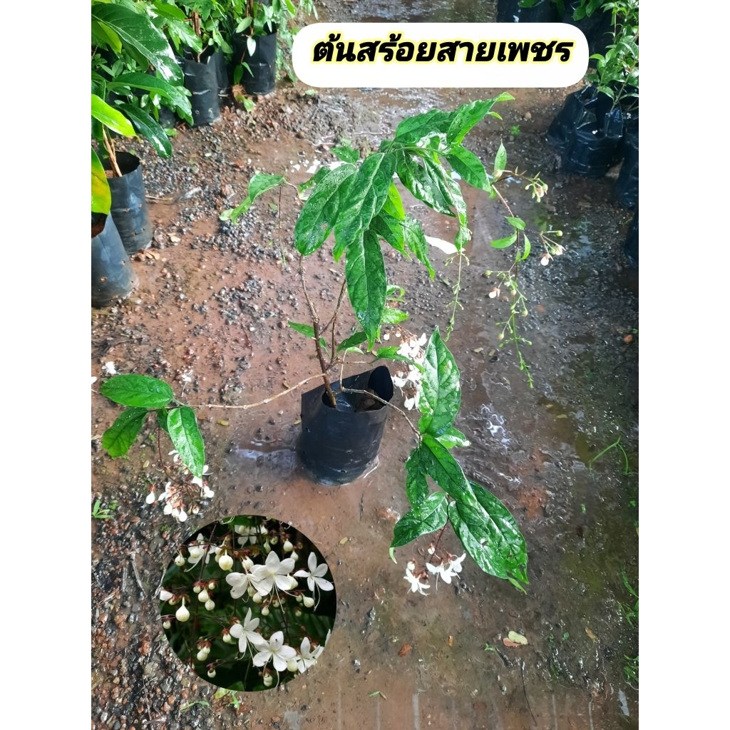 ต้นสร้อยสายเพชร สร้อยสายเพชร ระย้าแก้ว