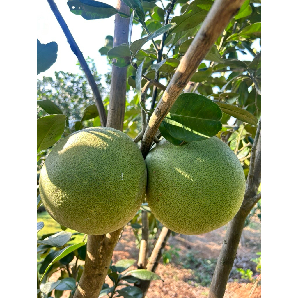 รูปภาพ 4