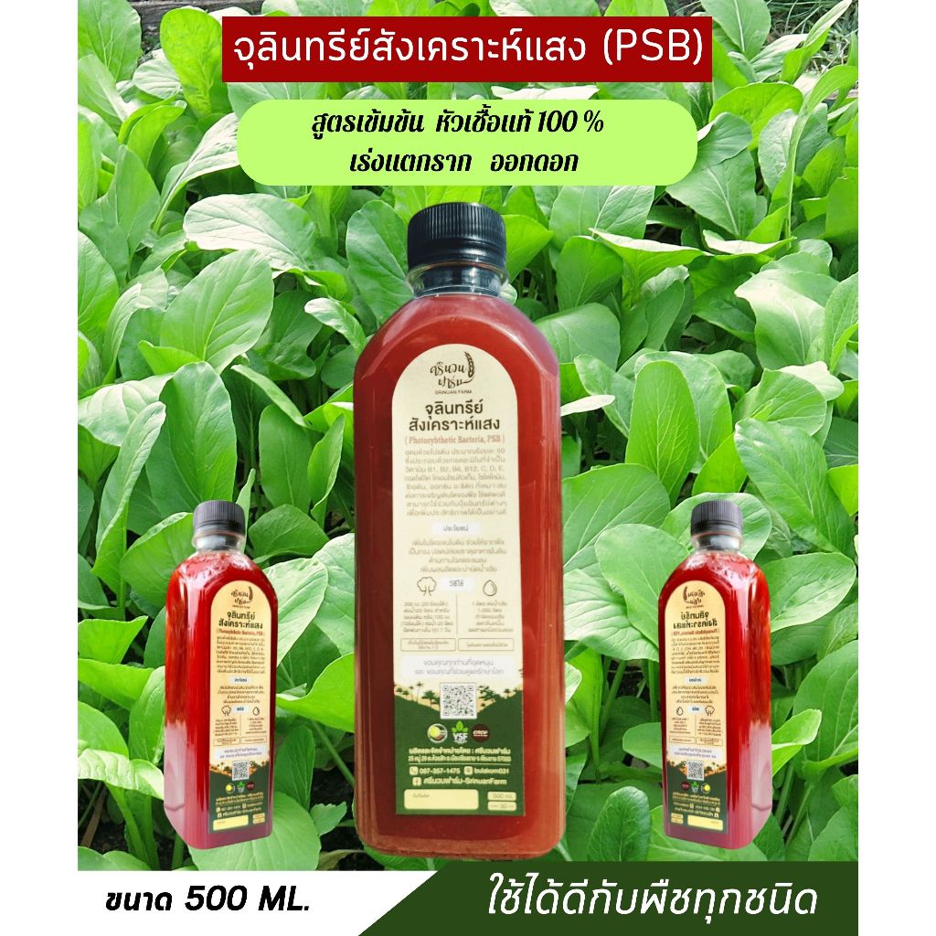 จุลินทรีย์สังเคราะห์แสง PSB สูตรเข้มข้น 100% หัวเชื้อแท้ เร่งราก ดอกผลดก ปลูกผักผลไม้เจริญเติบโตเร็ว