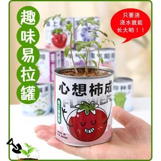 ชุดปลูกต้นไม้ DIY ในกระป๋อง ชุดทดลองปลูกสำหรับเด็ก ของตกแต่งบ้าน หรือกิจกรรมสำหรับครอบครัว