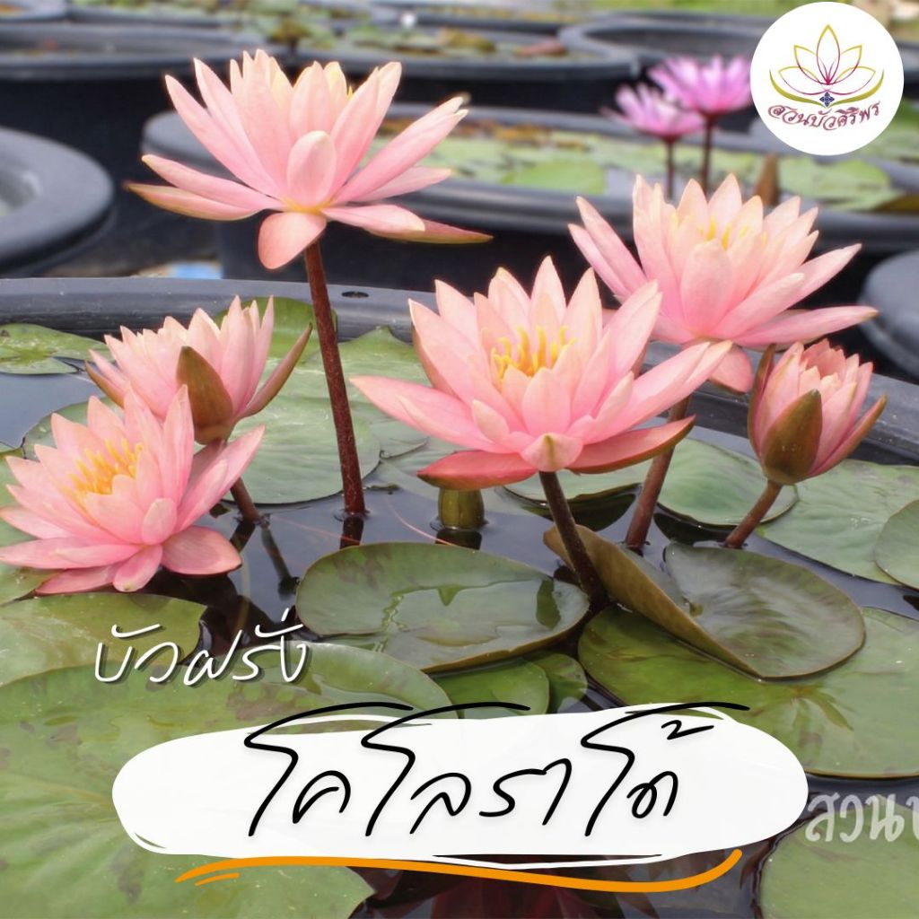 บัวฝรั่ง “โคโรราโด้” ราคา ถูกที่สุด ดีลบีเคเค