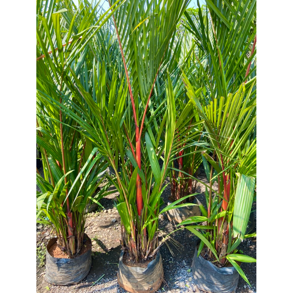 ต้นหมากแดง “หมากแดง” Lipstick Palm ไม้ประดับ ไม้ฟอกอาศ ( สูง 2 เมตร ) กอใหญ่ ทนทาน ฟอร์มสวยๆ พร้อมปลูก