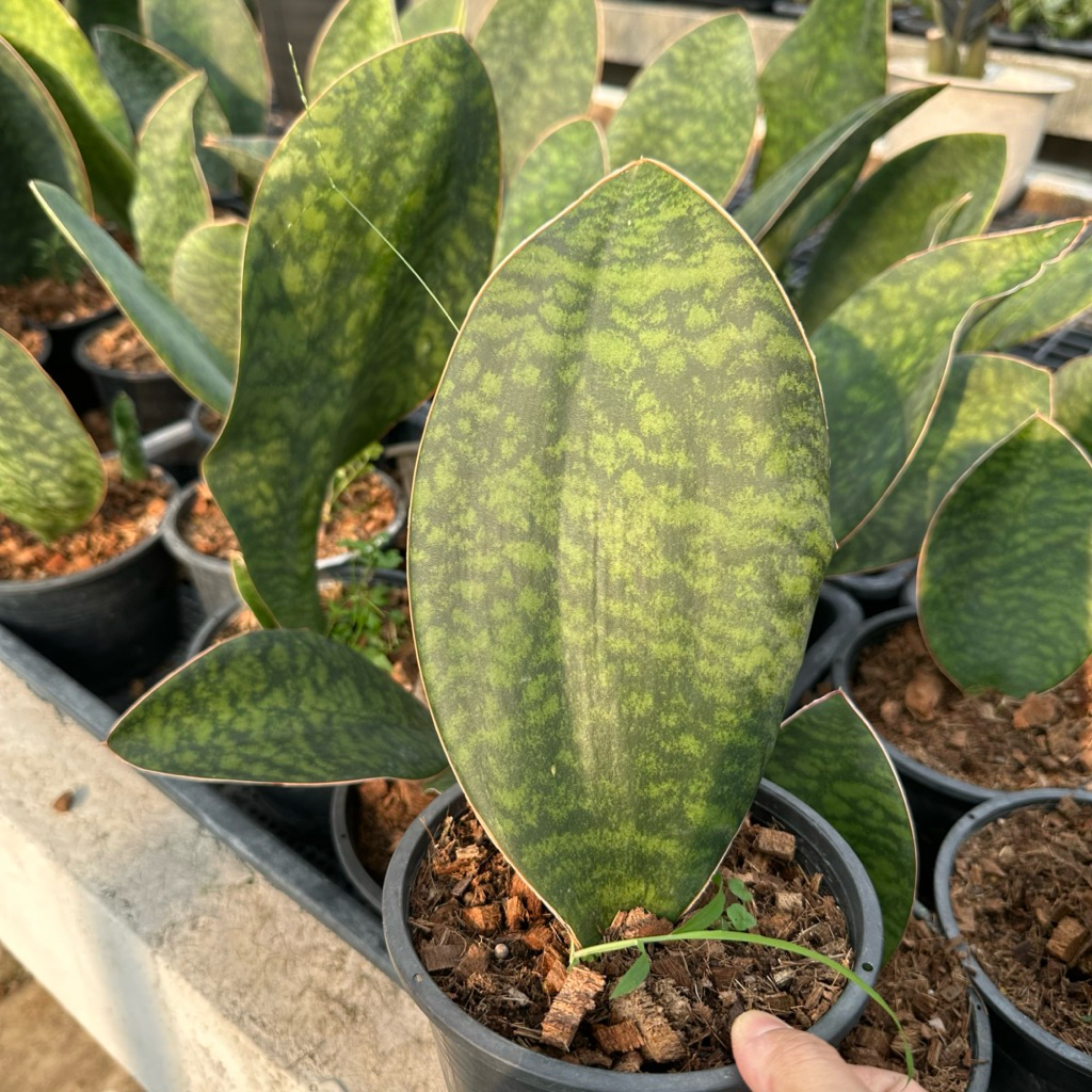 ลิ้นมงกร ครีบปลาวาฬ ถอดกระถาง Sansevieria masoniana Chahin