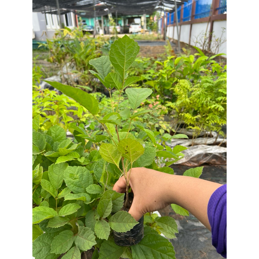 ต้นเหลืองเชียงราย เพาะเมล็ด ชำลงถุง สูง 15 cm ขึ้นไป