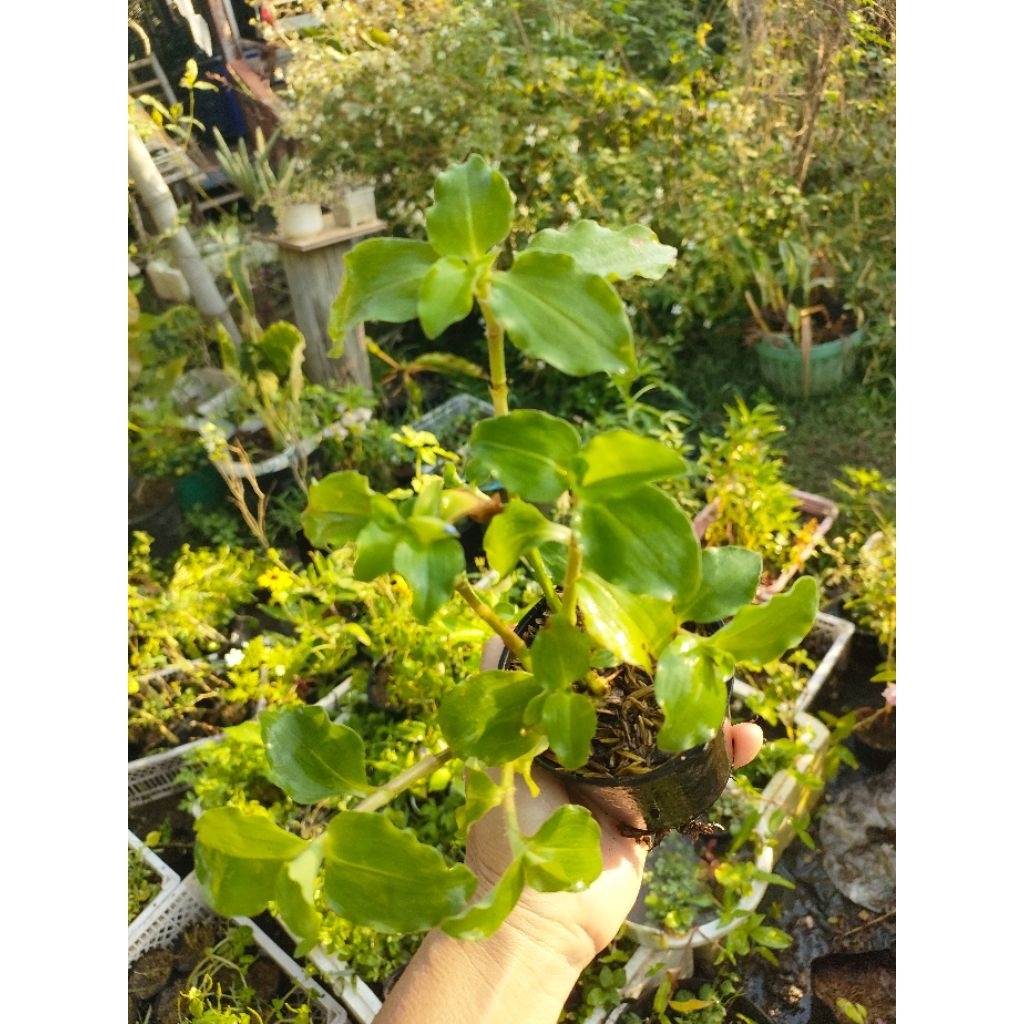 กิ่งพันธุ์ดาวดอยหรือปืนนกไส้ ผักเพื่อสุขภาพผักสำหรับปั่น - รูปที่ 4