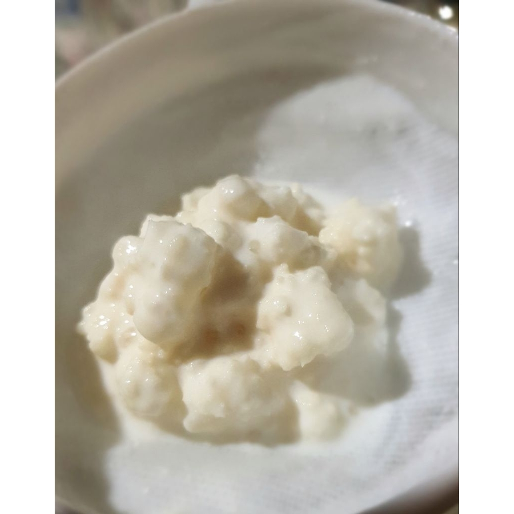 Kefir Grains คีเฟอร์นม(บัวหิมะ)
