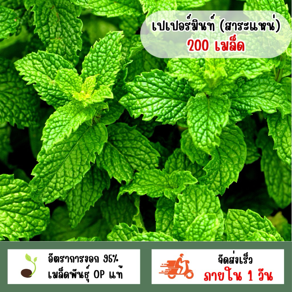 เปเปอร์มิ้นท์หรือสาระแหน่ 200 เมล็ด