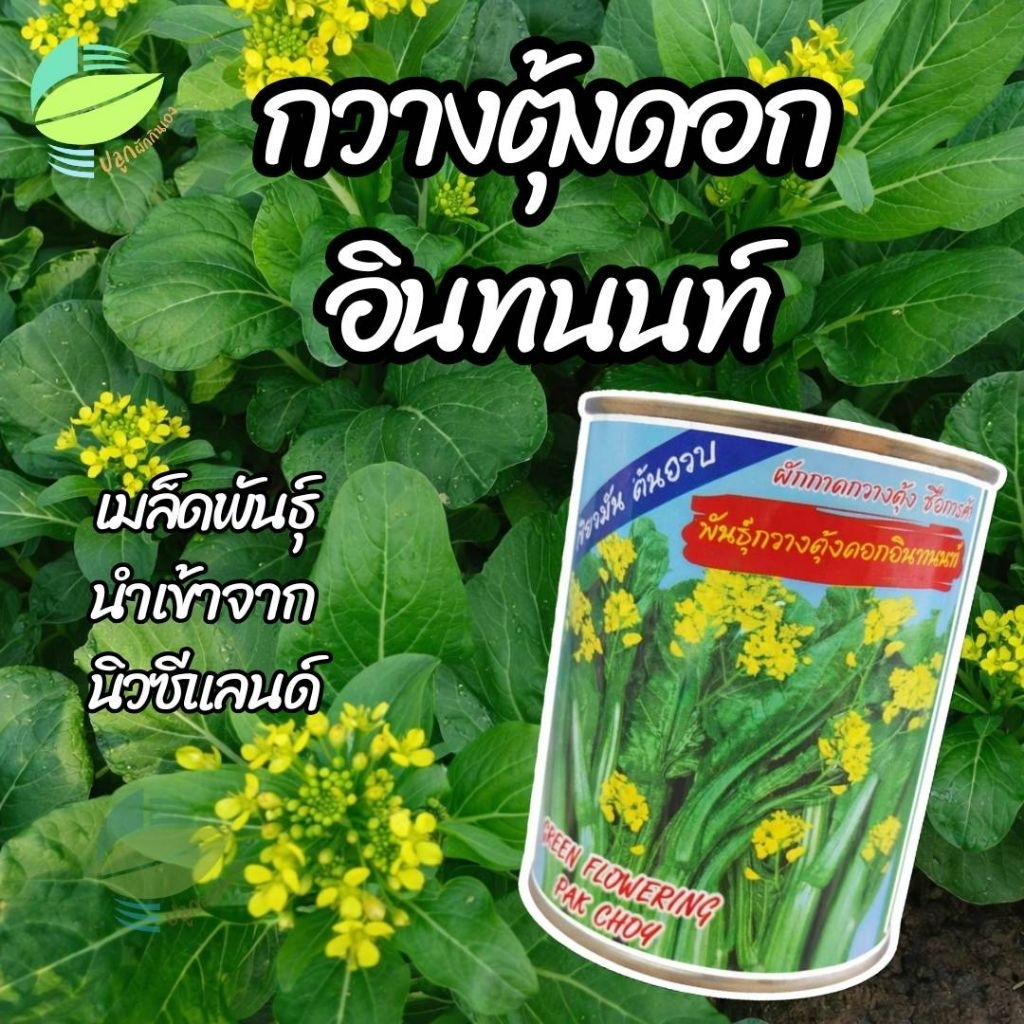 เมล็ดพันธุ์ กวางตุ้งดอก อินทนนท์ ตราปลาทอง ( 80 กรัม )