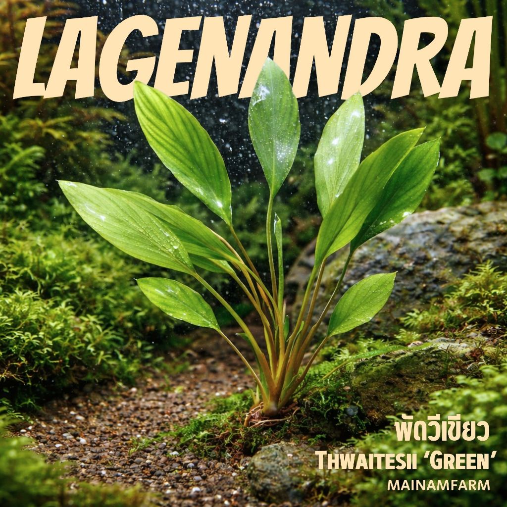 พัดวีเขียว เลือกขนาดได้ ต้นไม้น้ำ - Lagenandra Thwaitesii ‘Green’