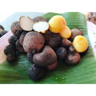 พันธุ์มันบักเห็บ มันเหน็บ 5 หัว 30บาท ใช้ต้มทานได้ ใช้ปลูกก็…