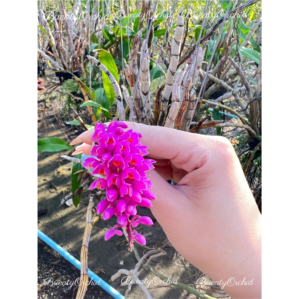 กล้วยไม้ป่าแท้ แปรงสีฟัน