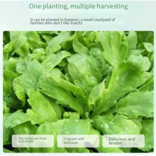 Small leaf chrysanthemum seeds, rocket sesame seeds, Artemisia annua seeds, Artemisia annua beetles,