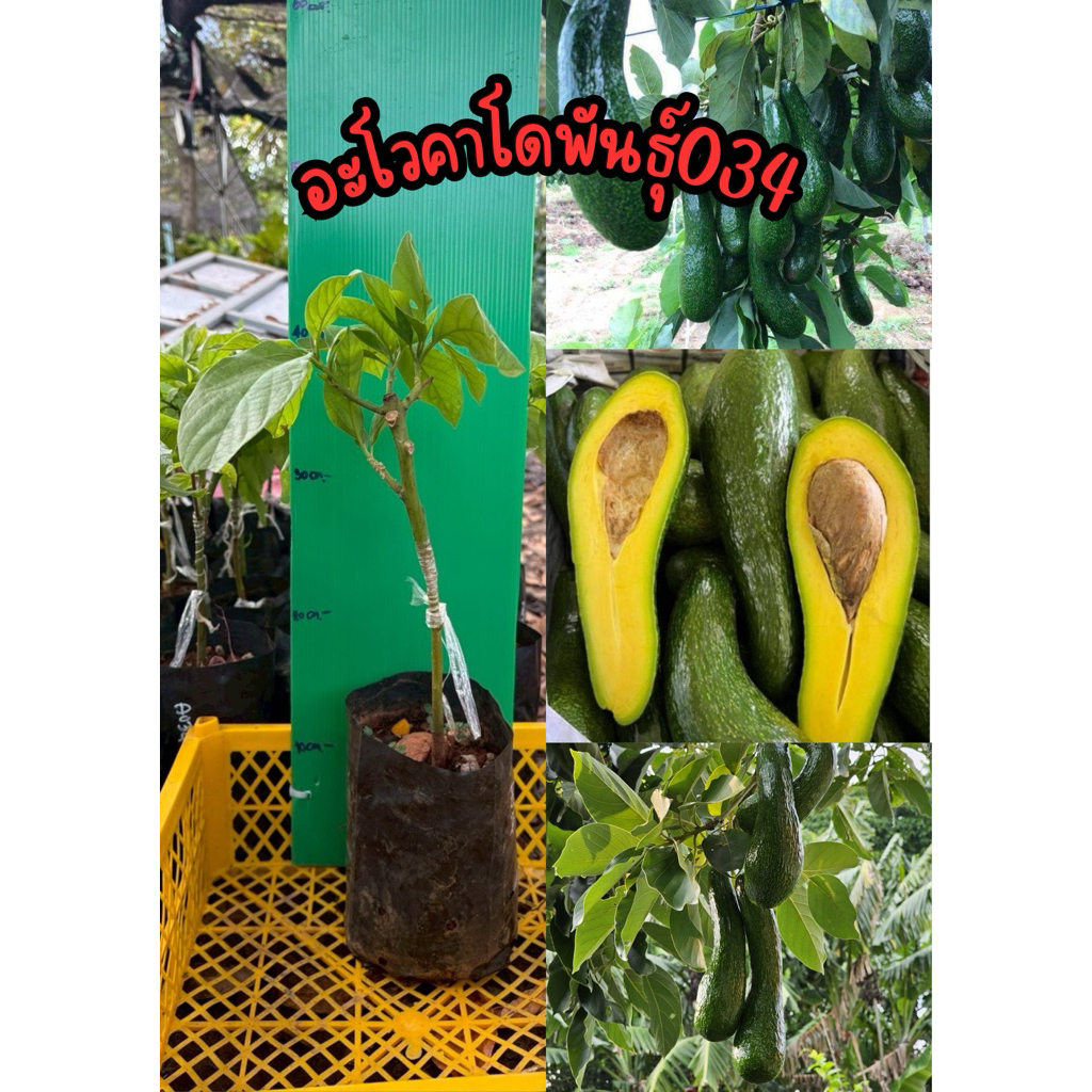 อะโวคาโดพันธุ์ A034 (เสียบยอด) ความสูง 40-50 ซม.