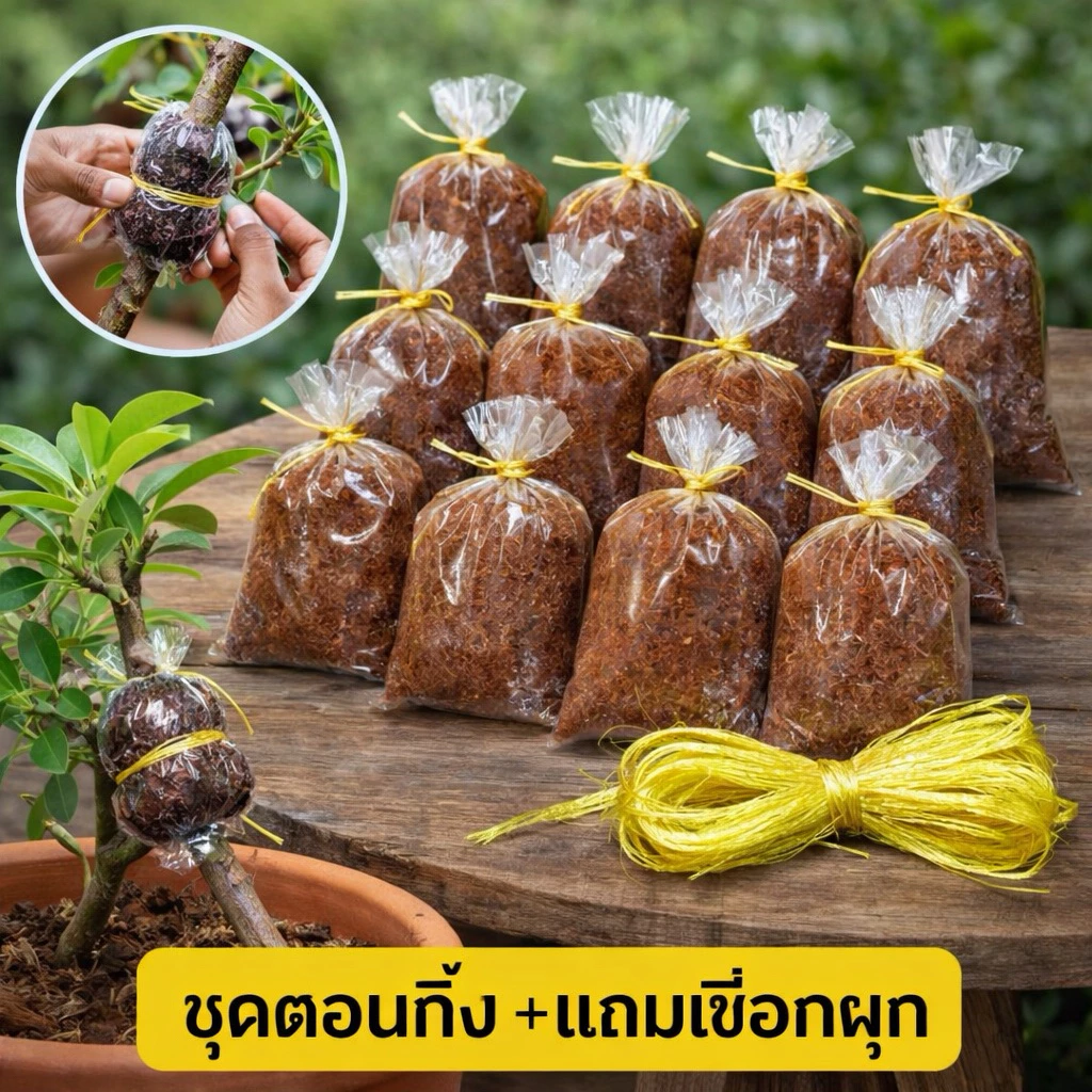ตุ้มตอนกิ่ง 4x6 ชุด10อัน(แถมฟรี เชือกผูก) ขุยมะพร้าวผสมน้ำยาเร่งราก