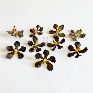 Prosco | ดอกกล้วยไม้อบแห้ง ลายธรรมชาติ ขนาดเล็ก 2-5 cm. สำหรับงานเรซิ่น จิวเวอรี่ craft พร๊อพถ่ายรูป