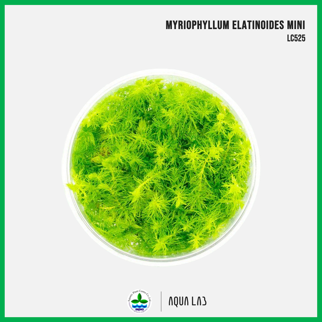 [APC] Myriophyllum elatinoides mini [ไม้น้ำ - Aquatic Plant] LC525