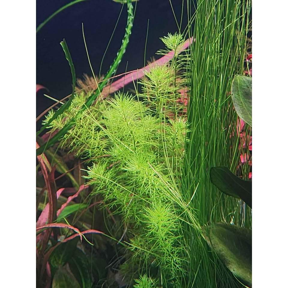 ขนนกแคระญี่ปุ่น Myriophyllum guyana