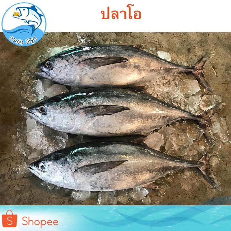 ปลาโอตัดหัว 500กรัม 1แพ็ค ปลาโอ ปลาโอเค็ม ปลาโอแห้ง ปลาตัดหัว ปลาเค็ม ปลาแห้ง อาหารทะเลแห้ง ของฝาก ราคา ถูกที่สุด ดีลบีเคเค แกลเลอรีภาพที่ 7