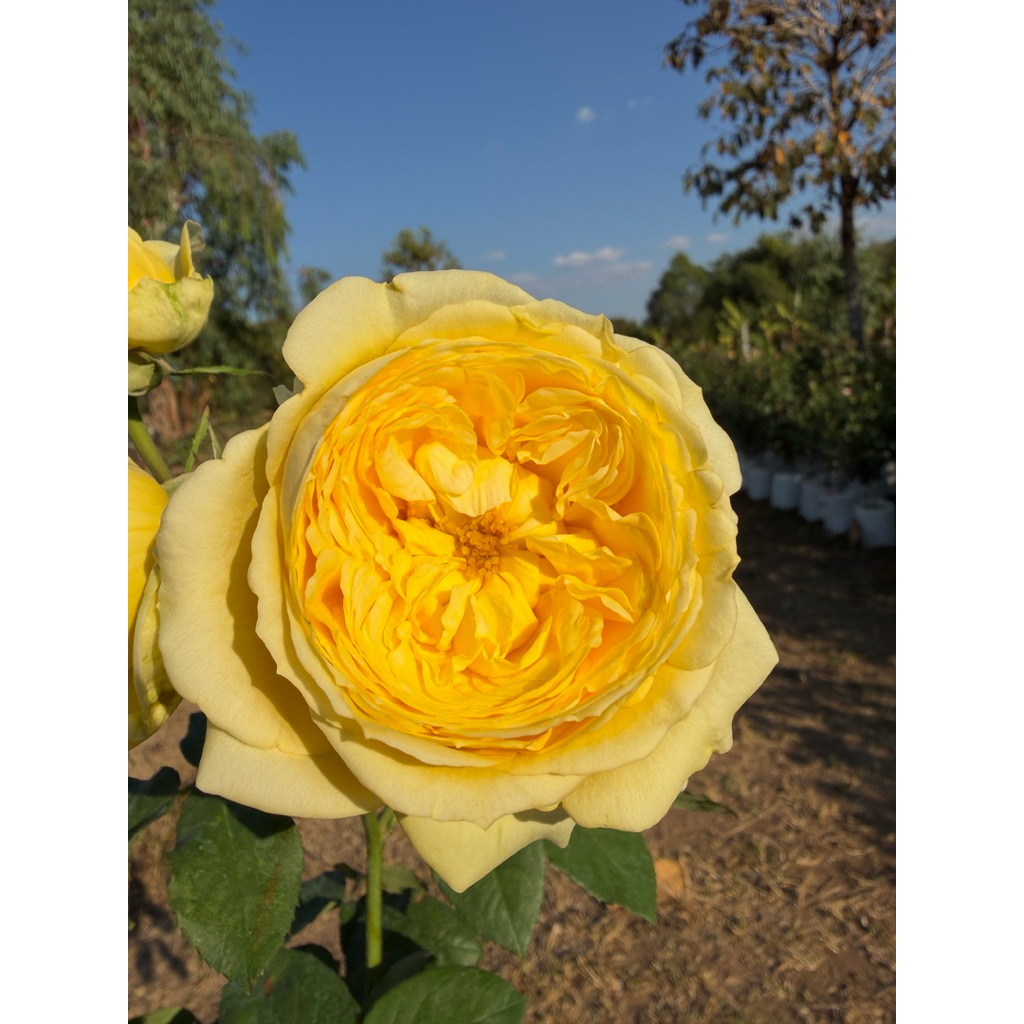 กุหลาบคาสซานดร้า (Cassandra Rose)ดอกสีเหลือง กุหลาบสายพันธุ์ฮอลแลนด์ มีลักษณะเด่นคือ ดอกสีเหลืองทอง ทรงถ้วยกลีบแน่น