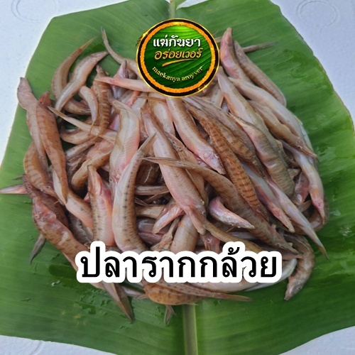 ปลารากกล้วย  สด   ปลาน้ำจืด ย้ำๆ จุดเด่นสำคัญ *ไม่ใช่ปลาแช่แข็ง เนื้อกินอร่อยกว่าปลาแช่แข็ง)