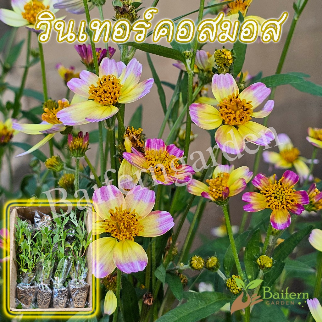 ต้นกล้าดอกวินเทอร์คอสมอส (winter cosmos) ดอกไม้กินได้ สวยงามเลี้ยงง่าย