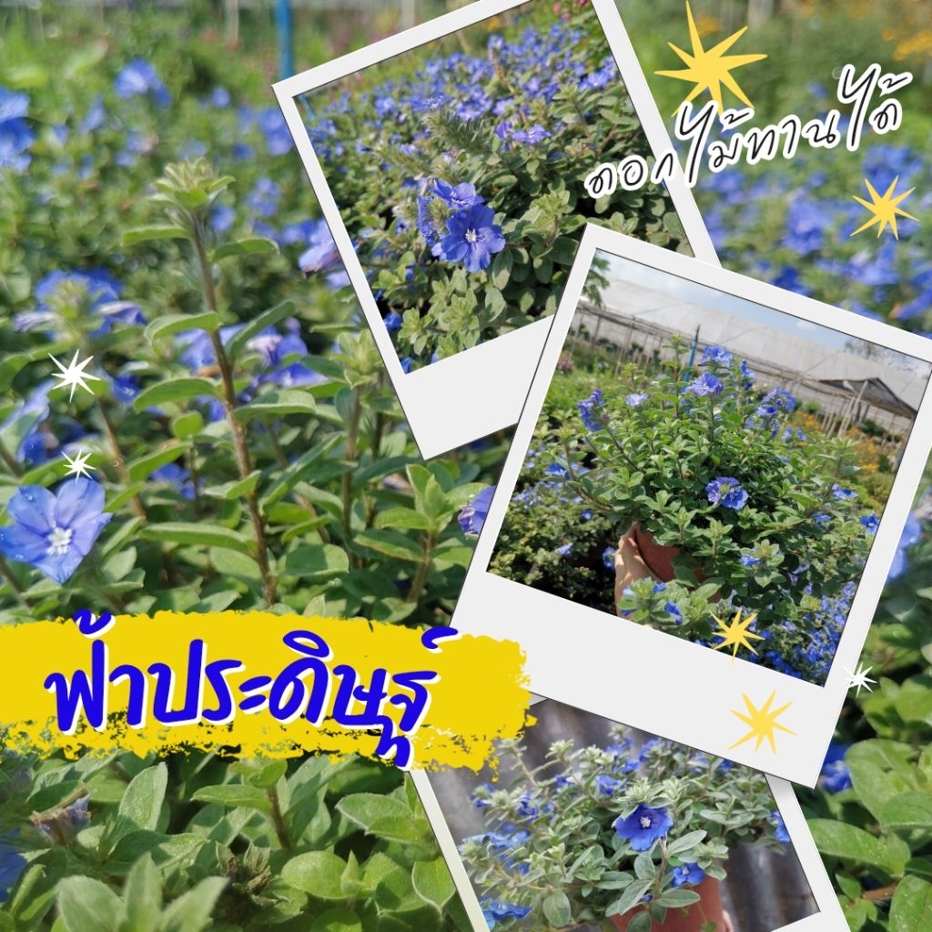 ต้นดอกฟ้าประดิษฐ์ Ground-morning Glory #ดอกไม้ทานได้ #ออกดอกทั้งปี