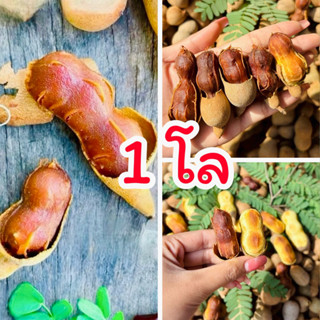 มะขามข้อสั้นสีทอง 1 กิโล (สุกมีปนหมูบ้าง)