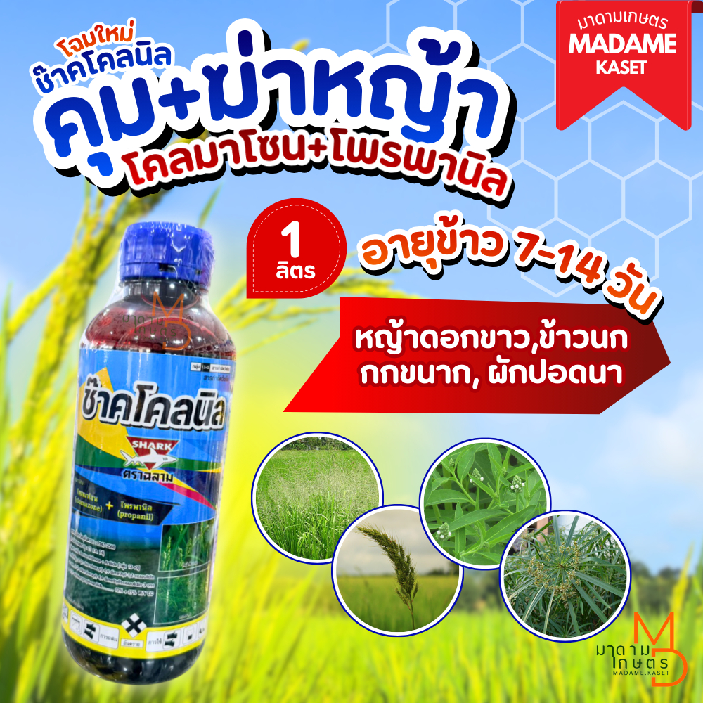 โฉมใหม่! ช๊าคโคลนิล (โคลมาโซน+โพรพานิล) 1 ลิตร คุม+ฆ่าหญ้า 7-14 วัน สูตรน้ำท่วมยอดข้าวได้ ข้าวไม่ช้ำ หญ้าตายดี