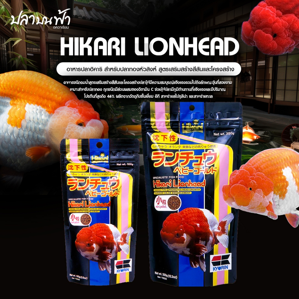 อาหารปลา Hikari Lion Head อาหารปลาทองเกรดพรีเมี่ยมชนิดเม็ดจมน้ำ สำหรับปลาทอง ปลาทองหัวสิงห์ รันชู ช่วยเร่งสีและโครงสร้าง