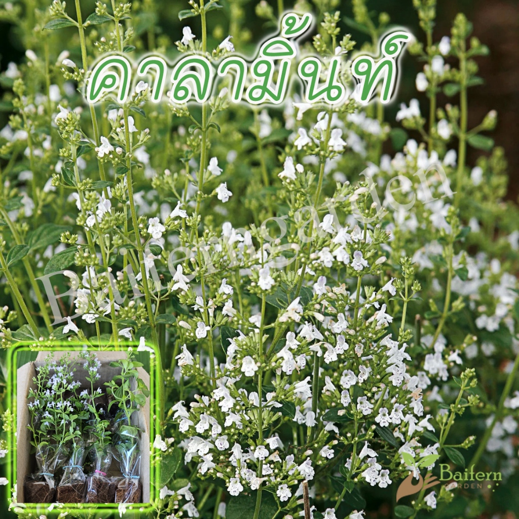 ต้นกล้าคาลามิ้นท์(Cala mint) สมุนไพรฝรั่ง