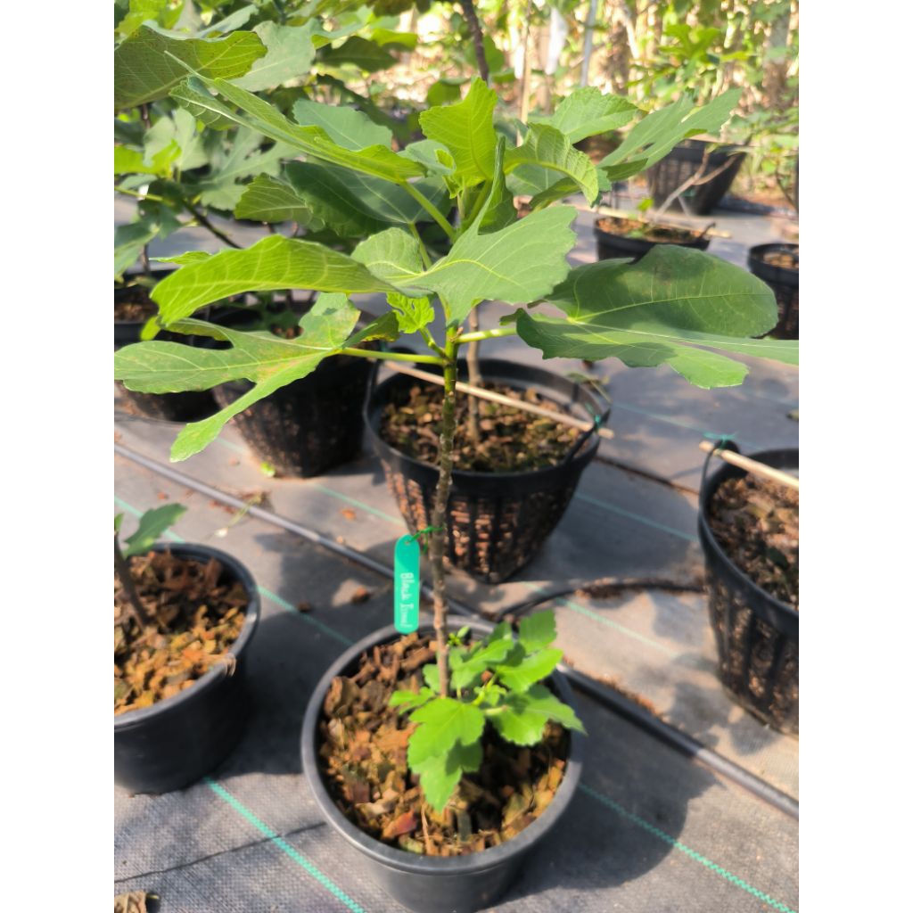 มะเดื่อฝรั่ง "Black Israel"