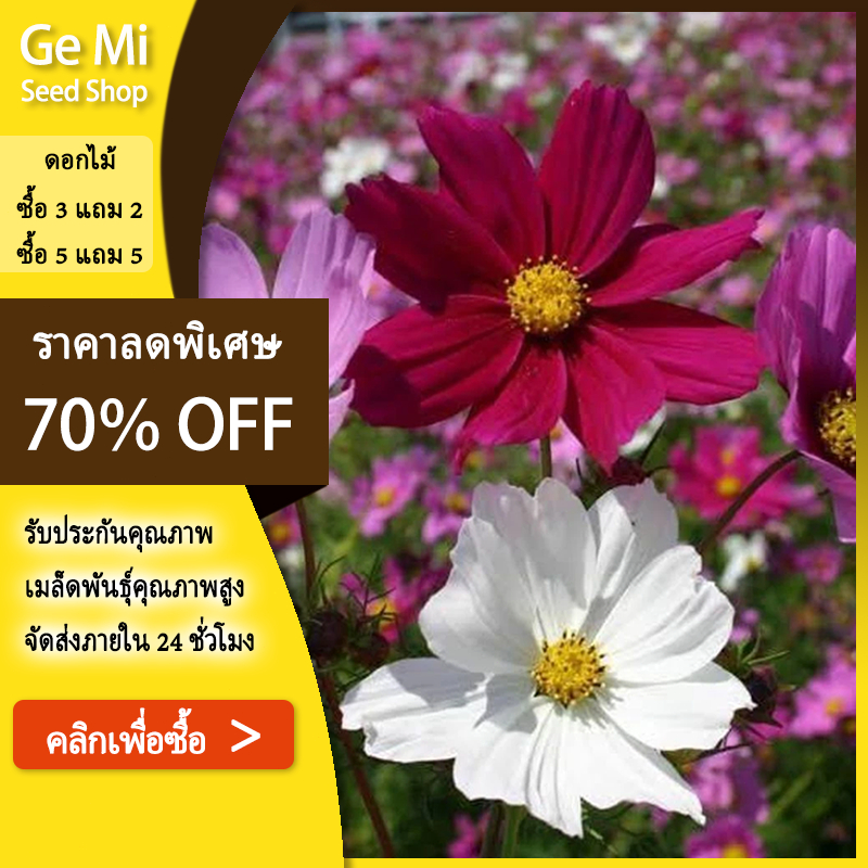 GEMI เมล็ดพันธุ์คอสมอส/เมล็ดพันธุ์คุณภาพสูง บรรจุภัณฑ์ลดราคา เมล็ดพันธุ์คุณภาพสูง จัดส่งฟรี 100เมล็ด