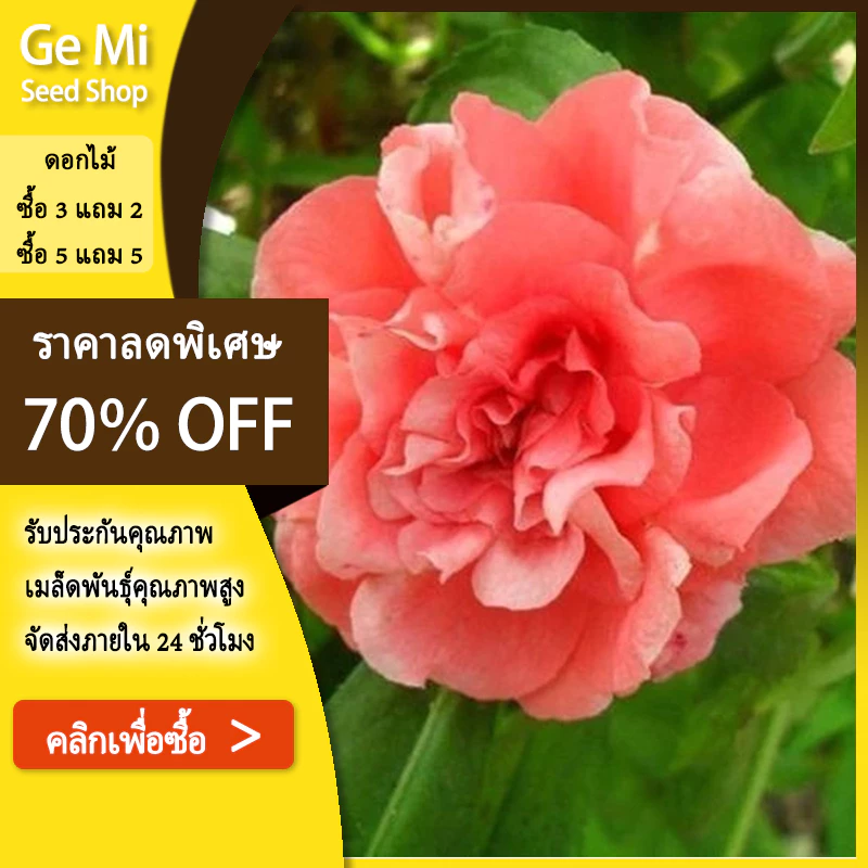 GEMI ซื้อ 5 แถม 5 ฟรี!เมล็ดดอกเทียนซ้อน 180 เมล็ด เทียนกุหลาบ สีขาว, แดง, ชมพู, ม่วง, ด่าง