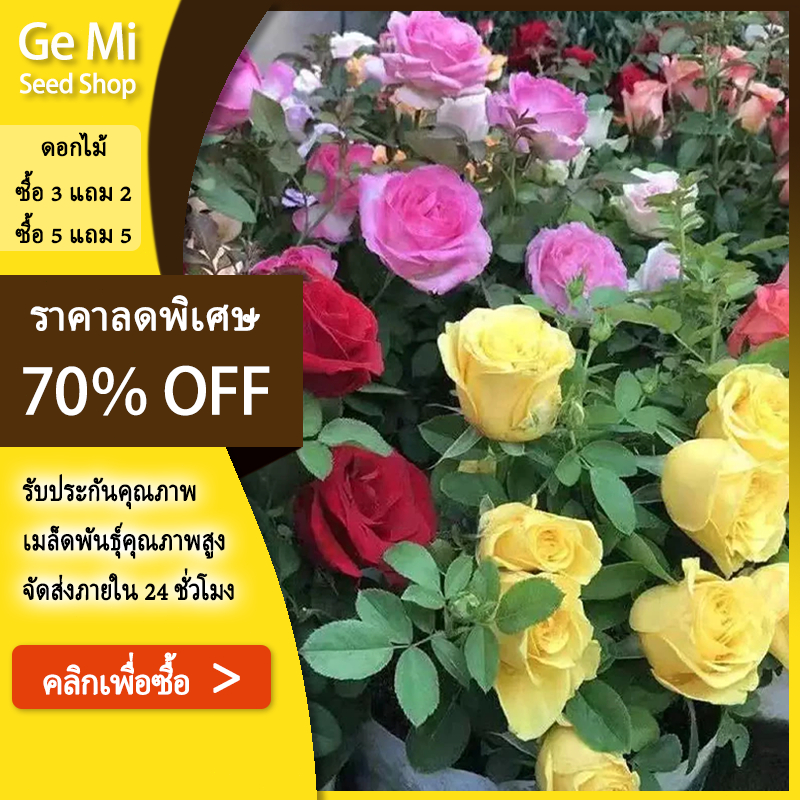 GEMI เมล็ดดอกกุหลาบคละสี 20 เมล็ด ประดับบ้านสวน รีสร์อท