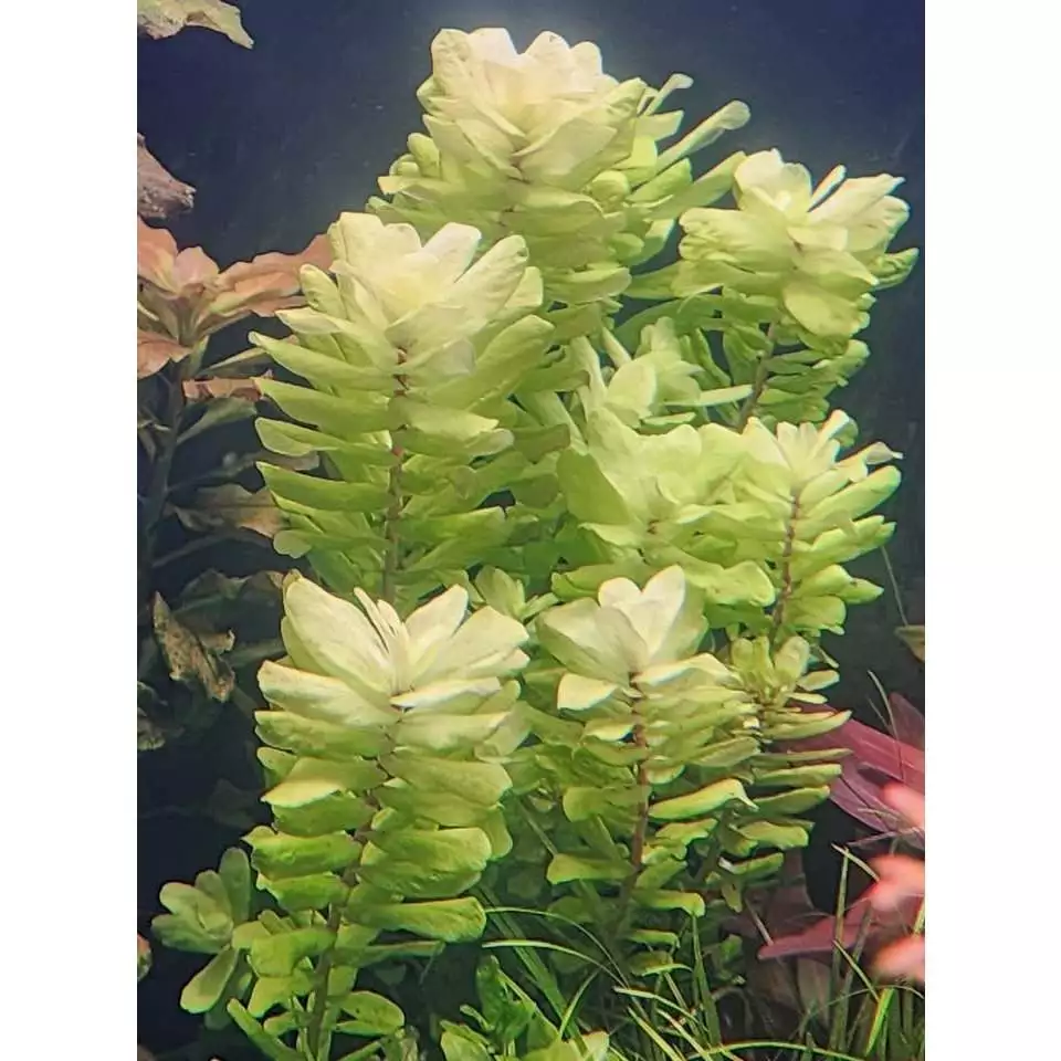 โรทาล่า ทูลูนาเดนซิส Rotala tulunadensis