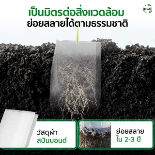 SGE ถุงเพาะกล้า วัสดุปันบอนด์ รากทะลุได้ รากไม่เน่า ย่อยสลายง่าย แพ็ค 100 ใบ มีหลายขนาดให้เลือก