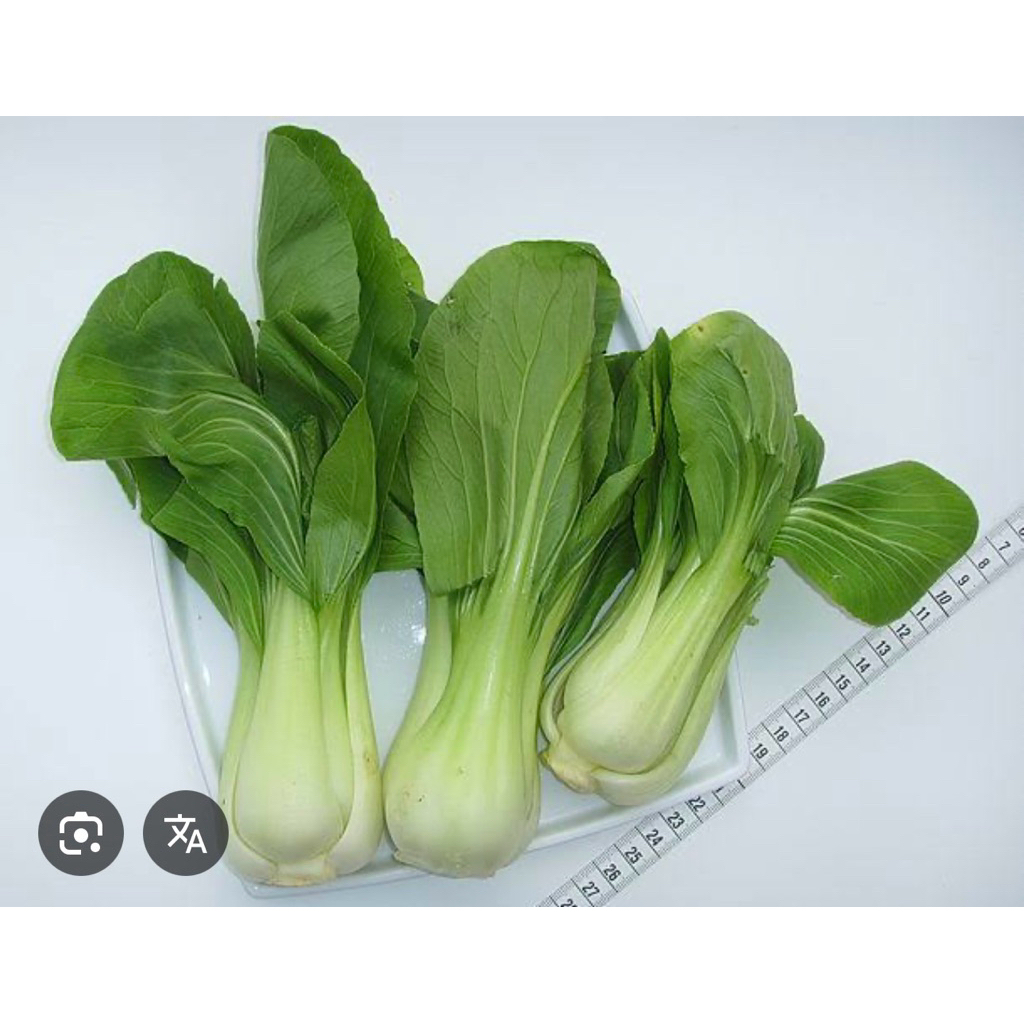 กวางตุ้งฮ่องเต้ 1000 เมล็ด