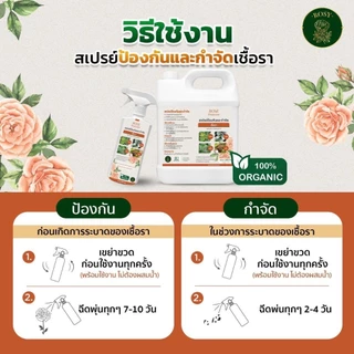 Rosy เซ็ทคู่ป้องกันและกำจัดเชื้อรา [500 + 1000 ML] กุหลาบใบเหลือง มีจุดดำ ราใบจุด ราน้ำค้าง ไม่ทำให้ใบไหม้ สำหรับกุหลาบ